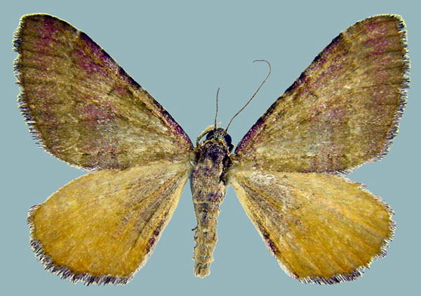 /filer/webapps/moths/media/images/P/pudicata_Mimoclystia_AF_ZSM.jpg