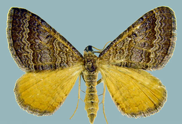 /filer/webapps/moths/media/images/P/pudicata_Mimoclystia_AM_ZSMa.jpg