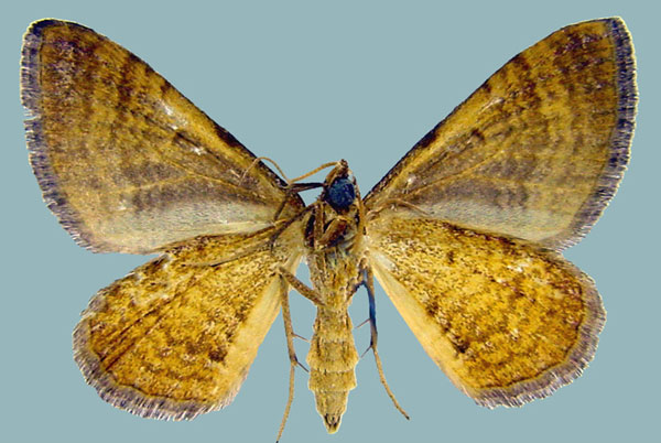 /filer/webapps/moths/media/images/P/pudicata_Mimoclystia_AM_ZSMb.jpg