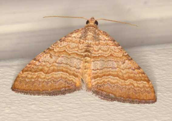 /filer/webapps/moths/media/images/P/pudicata_Mimoclystia_Eublemma_A_Heyns_01.jpg