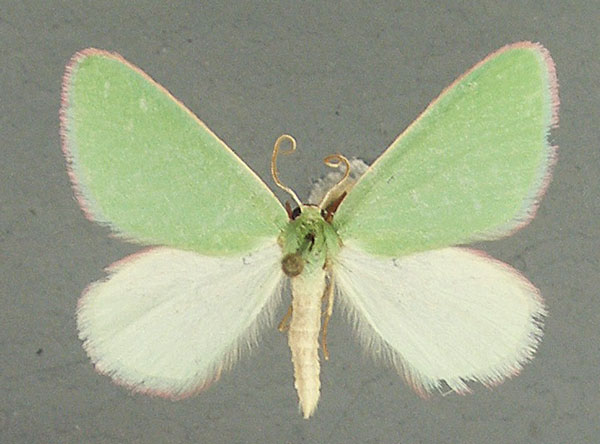 /filer/webapps/moths/media/images/P/pudicata_Rhadinomphax_AM_TMSA_01.jpg