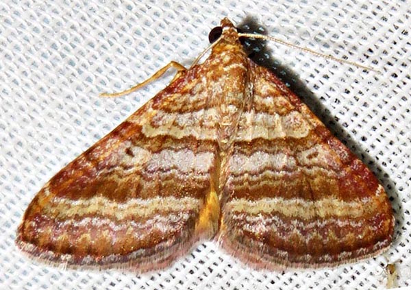 /filer/webapps/moths/media/images/P/pudicata_pudicata_Mimoclystia_A_Braun_07.jpg