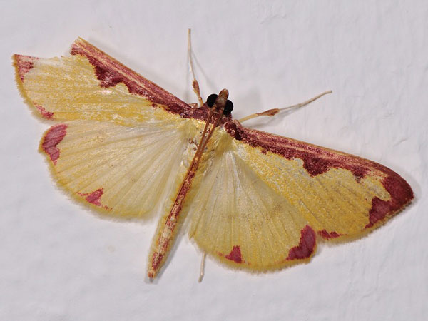 /filer/webapps/moths/media/images/P/pudoraria_Cadarena_A_Mazzei.jpg