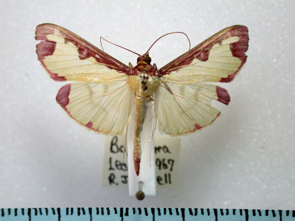 /filer/webapps/moths/media/images/P/pudoraria_Cadarena_A_Revell.jpg
