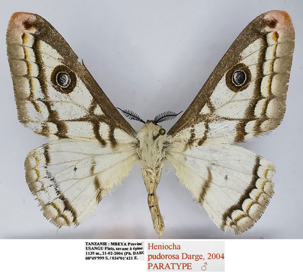/filer/webapps/moths/media/images/P/pudorosa_Heniocha_PTM_Basquin.jpg