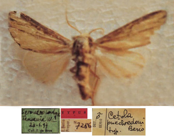 /filer/webapps/moths/media/images/P/puechredoni_Debrosania_HT_NHMB.jpg