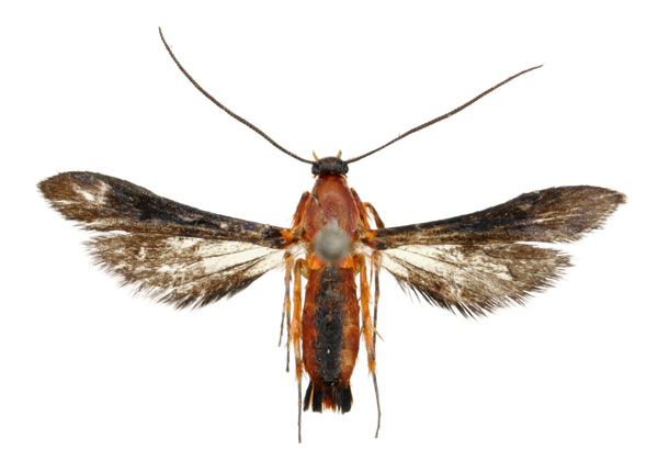 /filer/webapps/moths/media/images/P/puehringeri_Conopsia_HT_ANHRTa.jpg