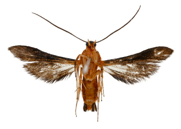 /filer/webapps/moths/media/images/P/puehringeri_Conopsia_HT_ANHRTb.jpg