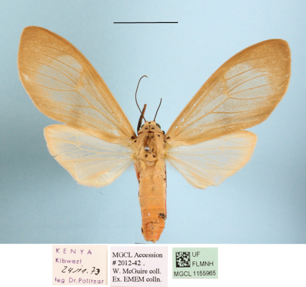 /filer/webapps/moths/media/images/P/puella_Amerila_A_MGCLa_01.JPG