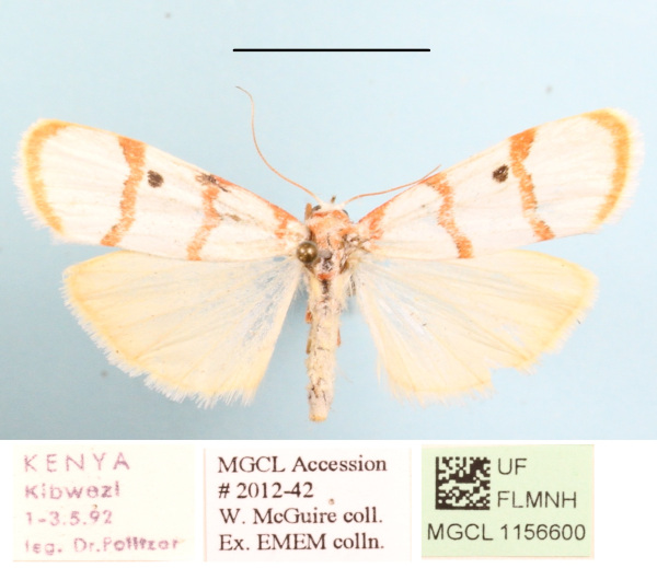 /filer/webapps/moths/media/images/P/puella_Cyana_A_MGCLa_02.JPG