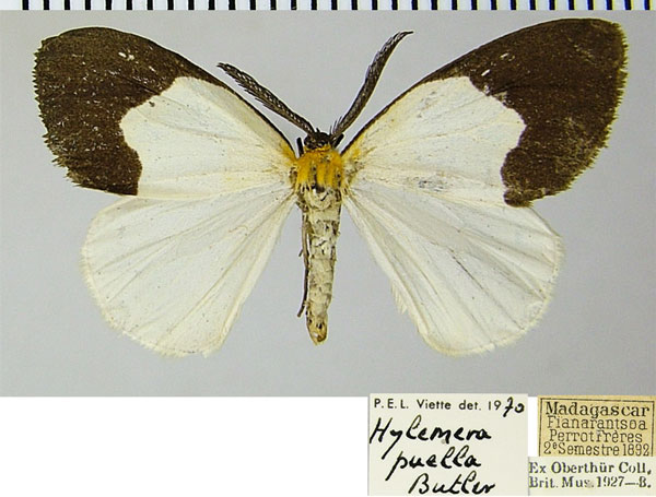 /filer/webapps/moths/media/images/P/puella_Hylemera_AM_ZSMa.jpg