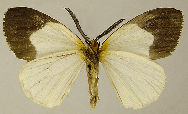 /filer/webapps/moths/media/images/P/puella_Hylemera_AM_ZSMb.jpg