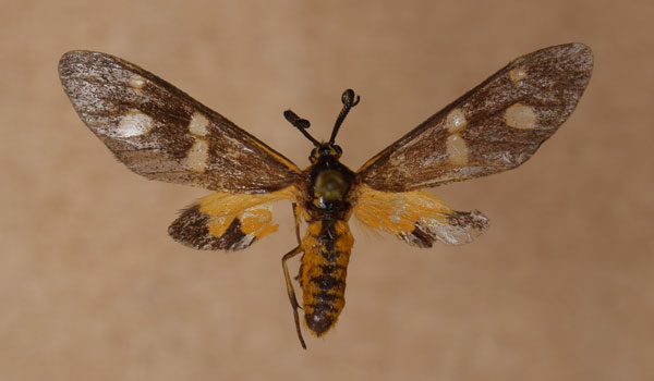 /filer/webapps/moths/media/images/P/puella_Pseudonaclia_AM_Butler.jpg