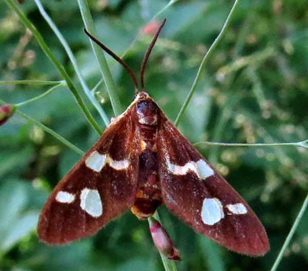 /filer/webapps/moths/media/images/P/puella_Pseudonaclia_A_Braun_05.jpg