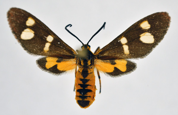 /filer/webapps/moths/media/images/P/puella_Pseudonaclia_A_NHMO.jpg