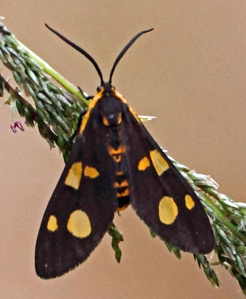 /filer/webapps/moths/media/images/P/puella_Pseudonaclia_A_Voaden.jpg