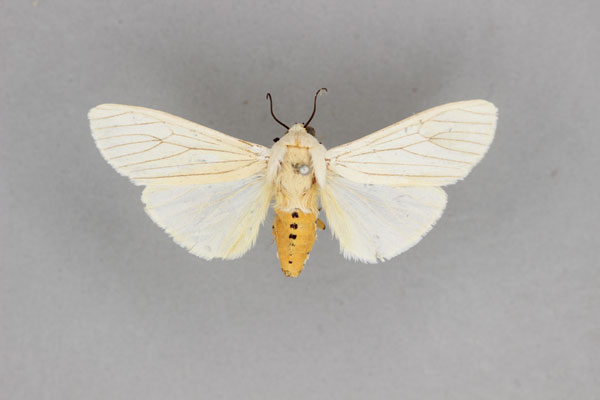 /filer/webapps/moths/media/images/P/puella_Ustjuzhania_HT_BMNH.jpg