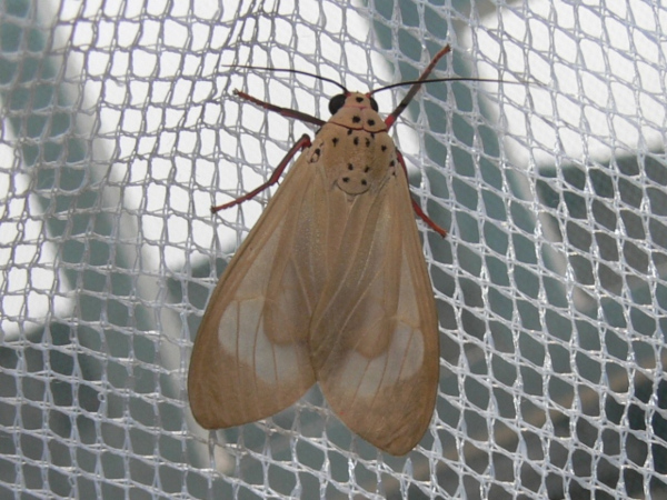 /filer/webapps/moths/media/images/P/puella_invidua_Amerila_A_Goff_02.jpg