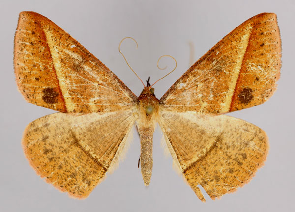 /filer/webapps/moths/media/images/P/puengeleri_Conolophia_A_ZSM_01.jpg