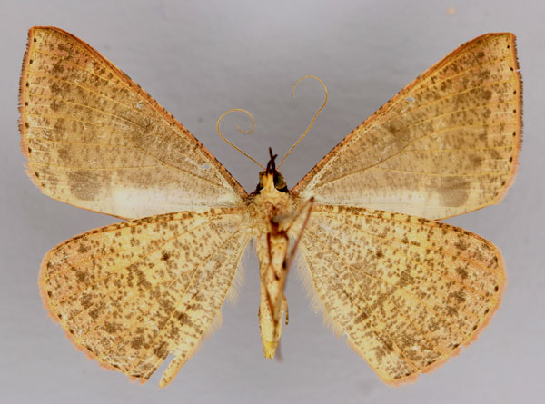 /filer/webapps/moths/media/images/P/puengeleri_Conolophia_A_ZSM_02.jpg