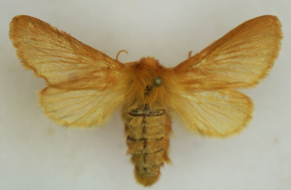 /filer/webapps/moths/media/images/P/puengeleri_Lasiocampa_AF_Stroehle.jpg