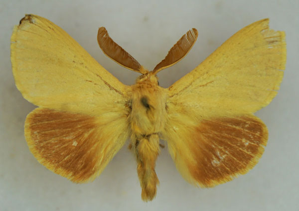 /filer/webapps/moths/media/images/P/puengeleri_Lasiocampa_AM_Stroehle.jpg