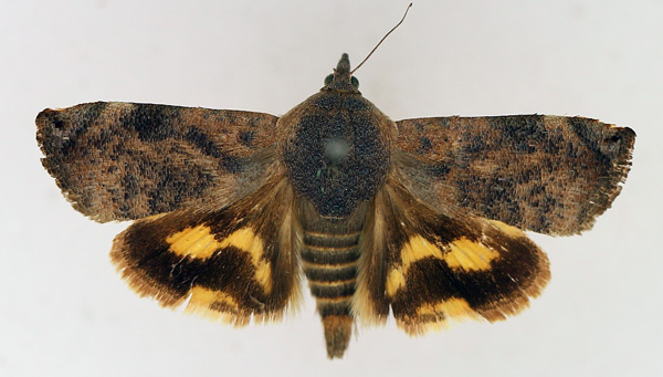 /filer/webapps/moths/media/images/P/puera_Hyblaea_AF_TMSA.jpg