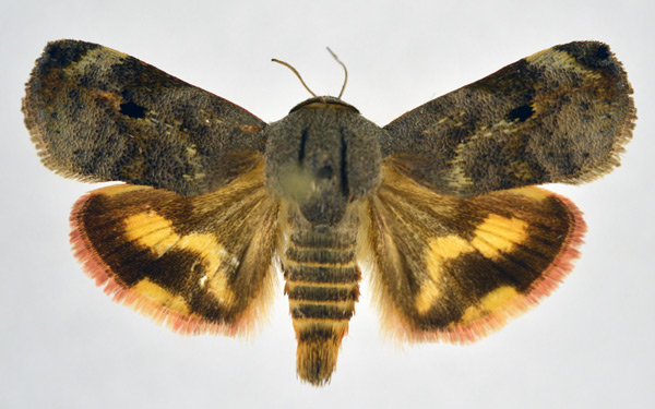 /filer/webapps/moths/media/images/P/puera_Hyblaea_AM_NHMO_01.jpg