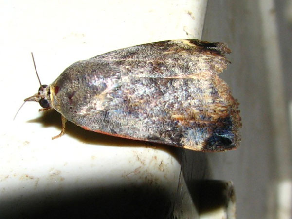 /filer/webapps/moths/media/images/P/puera_Hyblaea_A_Goff_01.jpg