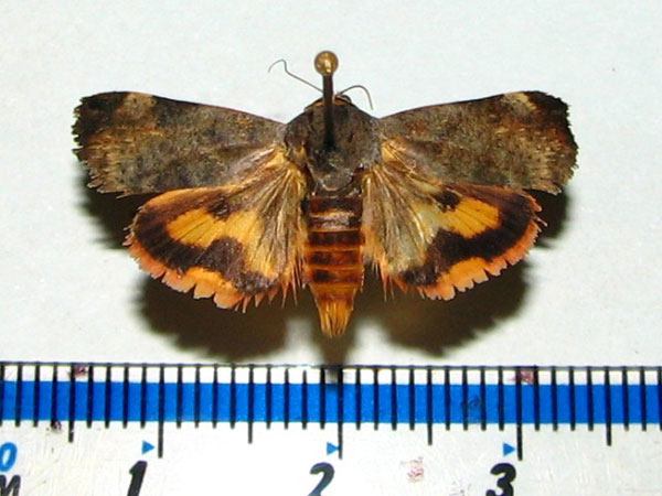 /filer/webapps/moths/media/images/P/puera_Hyblaea_A_Goff_02.jpg