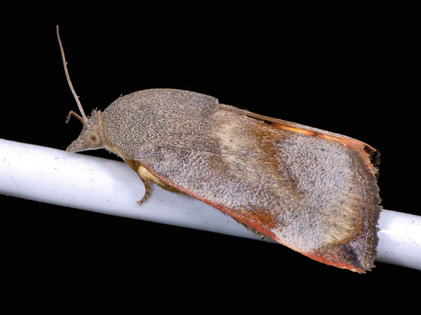 /filer/webapps/moths/media/images/P/puera_Hyblaea_A_Mazzei_01.jpg