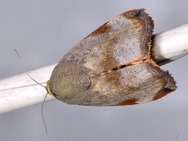 /filer/webapps/moths/media/images/P/puera_Hyblaea_A_Mazzei_02.jpg