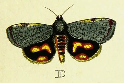 /filer/webapps/moths/media/images/P/puera_Hyblaea_Cramer2_103_D.jpg