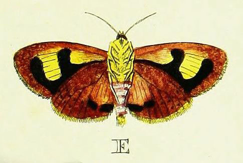 /filer/webapps/moths/media/images/P/puera_Hyblaea_Cramer2_103_E.jpg