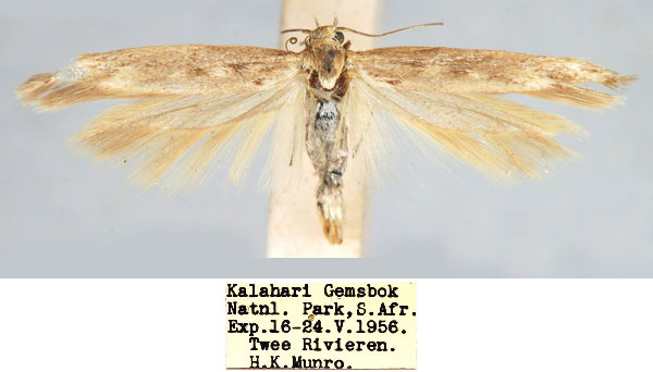 /filer/webapps/moths/media/images/P/pugilella_Haploscythris_HT_TMSA_etGZ1Px.jpg