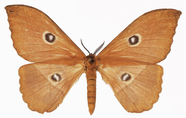 /filer/webapps/moths/media/images/P/pujoli_Melanocera_AF_Basquina.jpg
