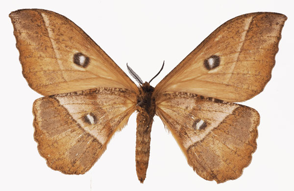 /filer/webapps/moths/media/images/P/pujoli_Melanocera_AF_Basquinb.jpg