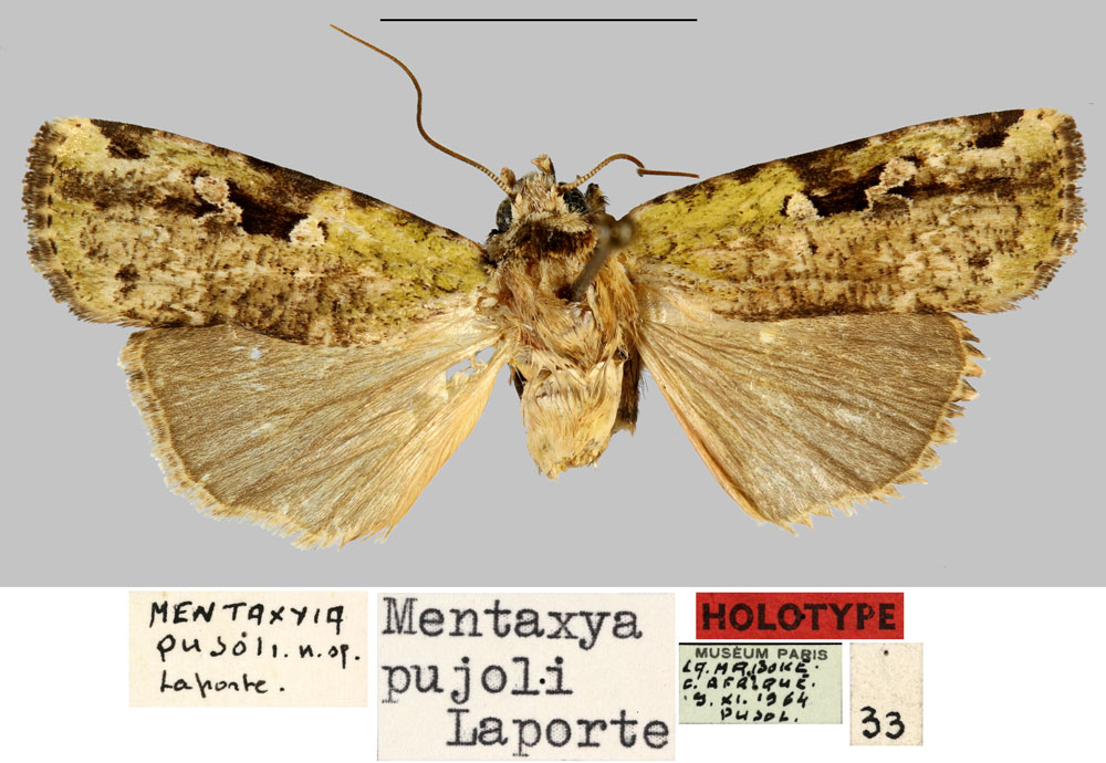 /filer/webapps/moths/media/images/P/pujoli_Mentaxya_HT_MNHN.jpg