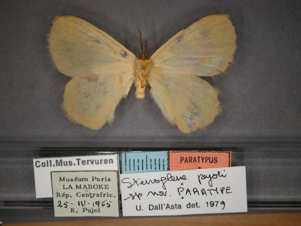 /filer/webapps/moths/media/images/P/pujoli_Stenoglene_PT_RMCA_02.jpg
