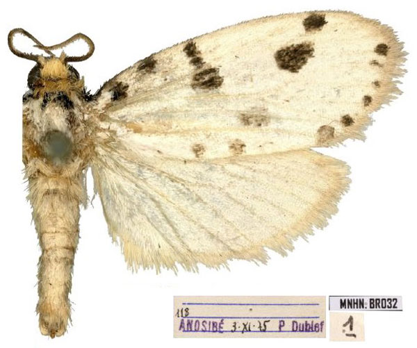 /filer/webapps/moths/media/images/P/pulchella_Plumana_AM_MNHN.jpg