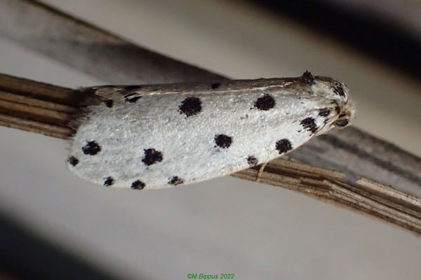 /filer/webapps/moths/media/images/P/pulchella_Sapheneutis_A_Bippus.jpg