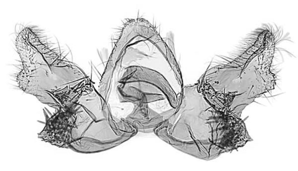 /filer/webapps/moths/media/images/P/pulchella_Syntozyga_GMHT_MRSN.jpg