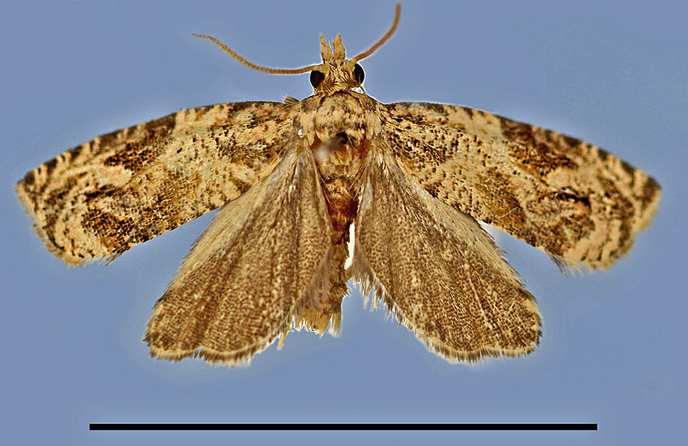 /filer/webapps/moths/media/images/P/pulchella_Syntozyga_HT_MRSN.jpg