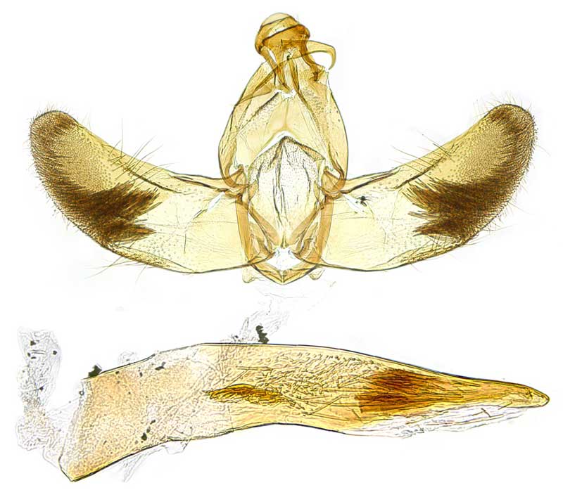 /filer/webapps/moths/media/images/P/pulchella_Thubdora_GMHT_SDEI.jpg
