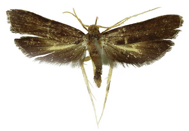 /filer/webapps/moths/media/images/P/pulchella_Thubdora_HT_SDEI.jpg