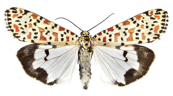 /filer/webapps/moths/media/images/P/pulchella_Utetheisa_AF_Aistleitner.jpg
