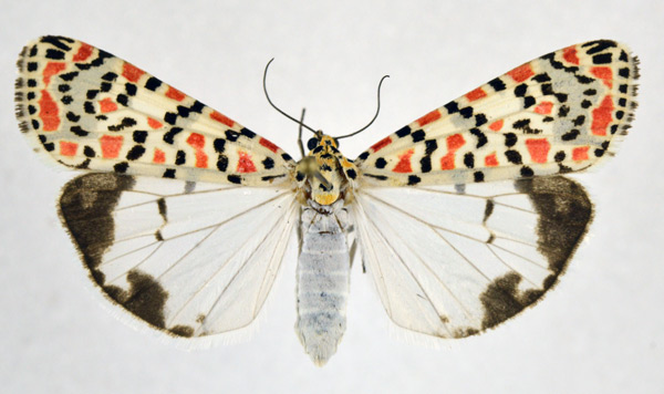 /filer/webapps/moths/media/images/P/pulchella_Utetheisa_AF_NHMO.jpg