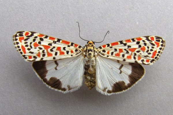 /filer/webapps/moths/media/images/P/pulchella_Utetheisa_A_Baron.jpg