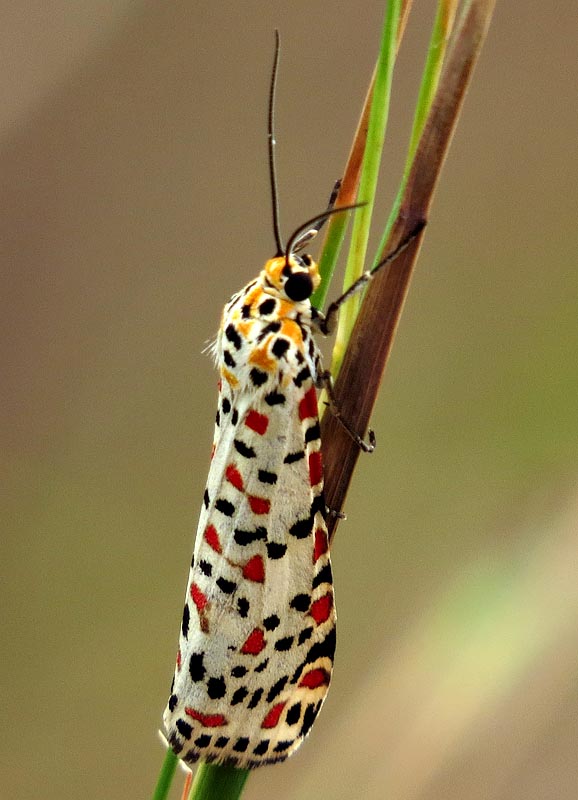 /filer/webapps/moths/media/images/P/pulchella_Utetheisa_A_Braun_13.jpg