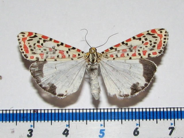 /filer/webapps/moths/media/images/P/pulchella_Utetheisa_A_Goff.jpg